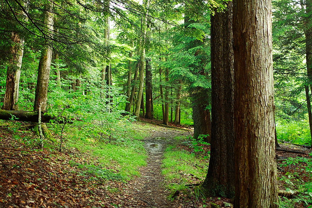 Bad forest trail